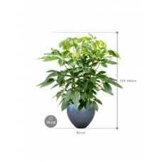 Schefflera actinophylla 'Amate' in Baq Metallic Silver leaf