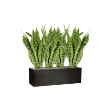 Sansevieria masoniana 'Dragon' in Capi Lux Terrazzo