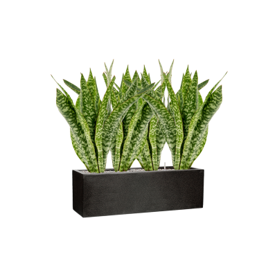 Растение в кашпо Sansevieria masoniana 'Dragon' in Capi Lux Terrazzo