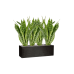 Растение в кашпо Sansevieria masoniana 'Dragon' in Capi Lux Terrazzo