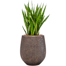 Sansevieria kirkii in Baq Opus Hit