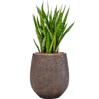 Растение в кашпо Sansevieria kirkii in Baq Opus Hit