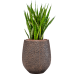 Растение в кашпо Sansevieria kirkii in Baq Opus Hit