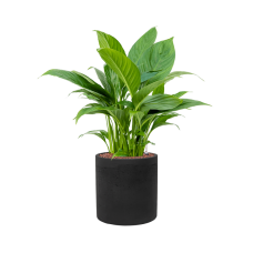 Spathiphyllum 'Gokyo' in Rough