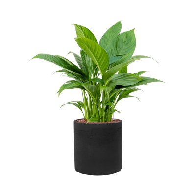 Растение в кашпо Spathiphyllum 'Gokyo' in Rough