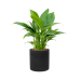 Растение в кашпо Spathiphyllum 'Gokyo' in Rough