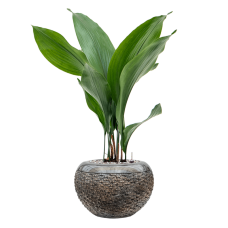 Aspidistra elatior in Baq Luxe Lite Universe Layer