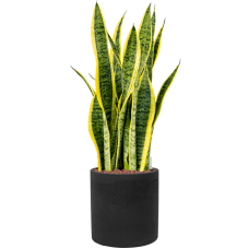 Sansevieria trifasciata 'Laurentii' in Rough