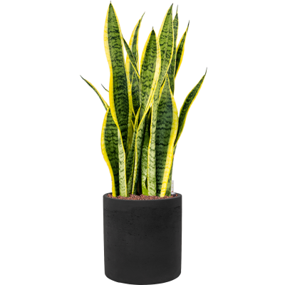 Растение в кашпо Sansevieria trifasciata 'Laurentii' in Rough