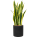 Растение в кашпо Sansevieria trifasciata 'Laurentii' in Rough