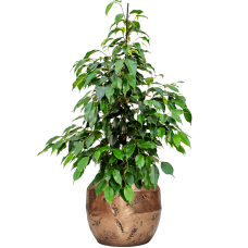 Ficus benjamina 'Danielle' in Baq Opus Raw