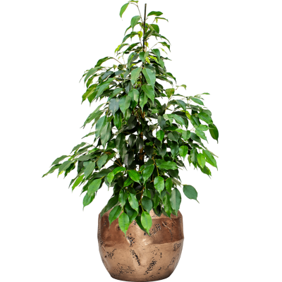 Растение в кашпо Ficus benjamina 'Danielle' in Baq Opus Raw