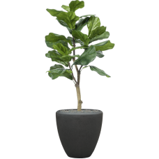 Ficus lyrata in Baq Polystone Plain