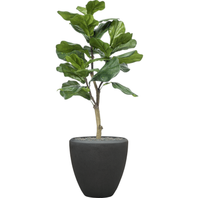 Растение в кашпо Ficus lyrata in Baq Polystone Plain