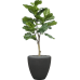 Растение в кашпо Ficus lyrata in Baq Polystone Plain