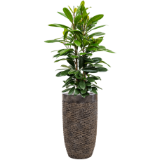 Ficus cyathistipula in Baq Luxe Lite Universe Layer