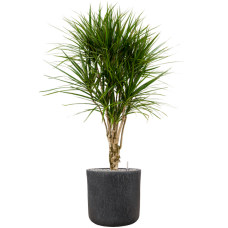 Dracaena marginata in Baq Raindrop