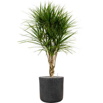 Растение в кашпо Dracaena marginata in Baq Raindrop