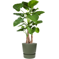 Alocasia calidora in Greenville