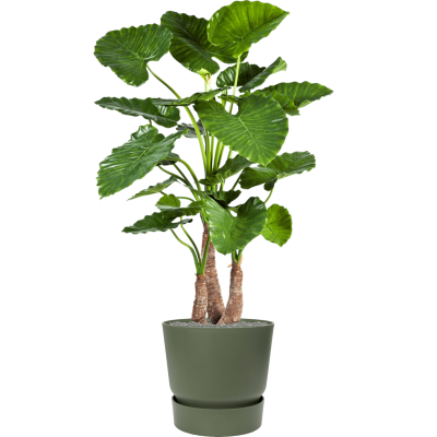 Растение в кашпо Alocasia calidora in Greenville