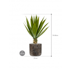 Agave in Baq Luxe Lite Universe Wrinkle