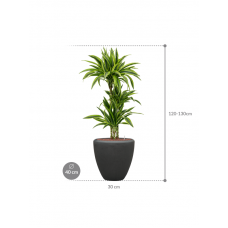 Dracaena fragrans 'Lemon Lime' in Baq Polystone Plain