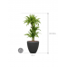 Растение в кашпо Dracaena fragrans 'Lemon Lime' in Baq Polystone Plain