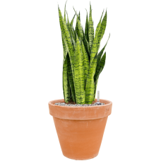 Sansevieria zeylanica in Terra Cotta