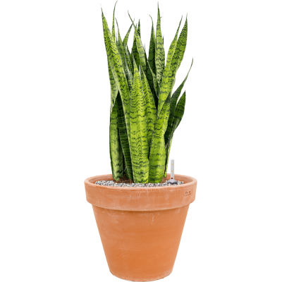 Растение в кашпо Sansevieria zeylanica in Terra Cotta