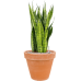 Растение в кашпо Sansevieria zeylanica in Terra Cotta