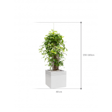 Dracaena surculosa in Baq Line-Up