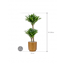 Dracaena fragrans 'Compacta' in Capi Lux Retro