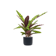 Calathea insignis in Baq Ease