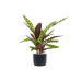 Растение в кашпо Calathea insignis in Baq Ease