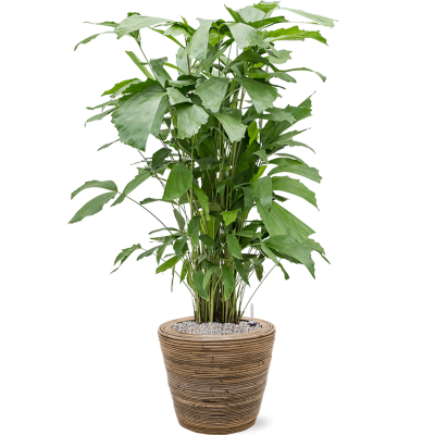 Растение в кашпо Caryota mitis in Drypot Rattan Stripe