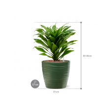 Dracaena fragrans 'Compacta' in Groove