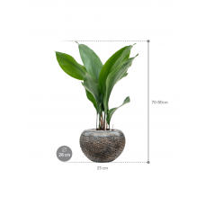 Aspidistra elatior in Baq Luxe Lite Universe Layer