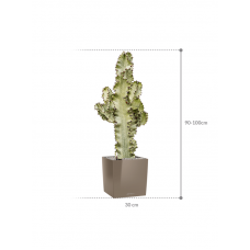 Euphorbia ingens marmorata in Lechuza Cube Premium