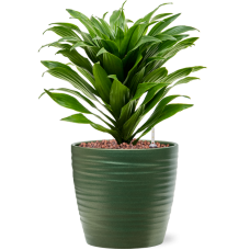 Dracaena fragrans 'Compacta' in Groove