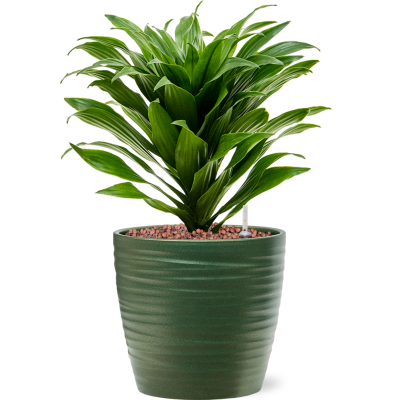 Растение в кашпо Dracaena fragrans 'Compacta' in Groove