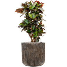 Croton variegatum 'Petra' in Baq Luxe Lite Universe