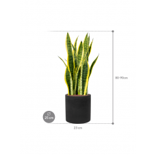 Sansevieria trifasciata 'Laurentii' in Rough