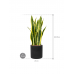 Растение в кашпо Sansevieria trifasciata 'Laurentii' in Rough