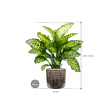 Dieffenbachia seguine 'Maroba' in Baq Luxe Lite Comet