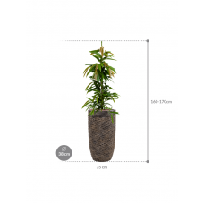 Ficus binnendijkii 'Amstel King' in Baq Luxe Lite Universe