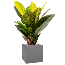 Croton (Codiaeum) variegatum 'Petra' in Natural