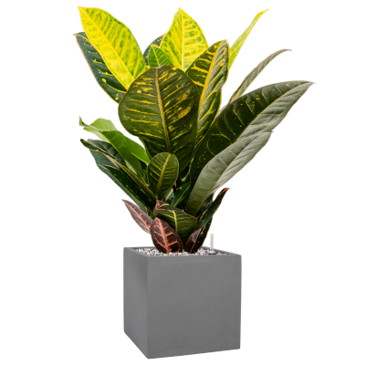 Растение в кашпо Croton (Codiaeum) variegatum 'Petra' in Natural