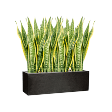 Sansevieria trifasciata 'Laurentii' in Capi Lux Terrazzo