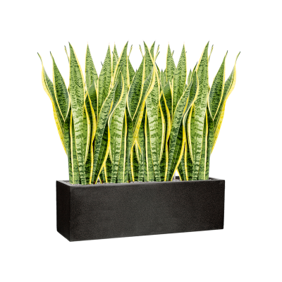 Растение в кашпо Sansevieria trifasciata 'Laurentii' in Capi Lux Terrazzo