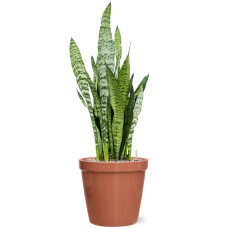 Sansevieria zeylanica in Feliz